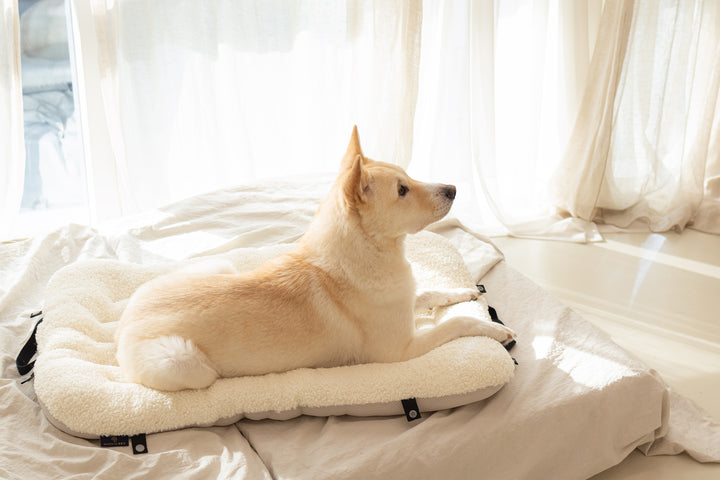 XLarge Pet Beds for Large dogs