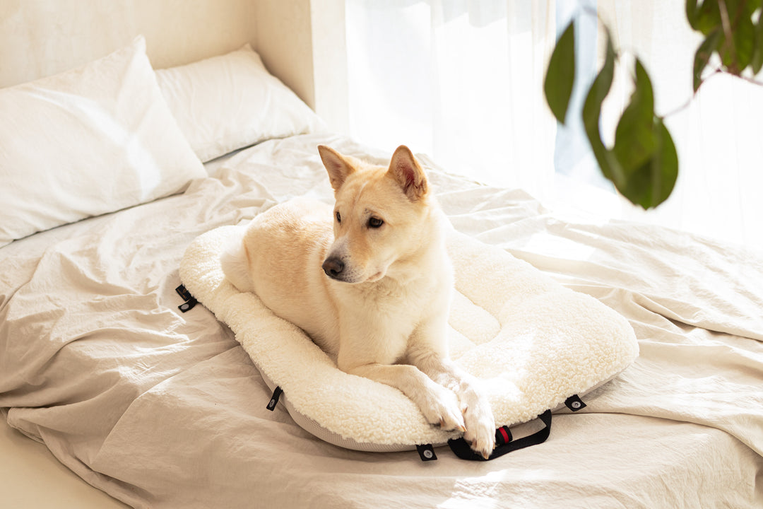 XLarge Pet Beds for Large dogs